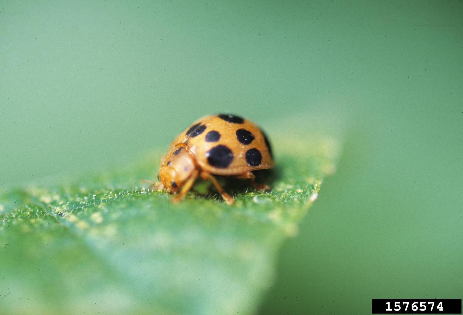 Adult squash beetle