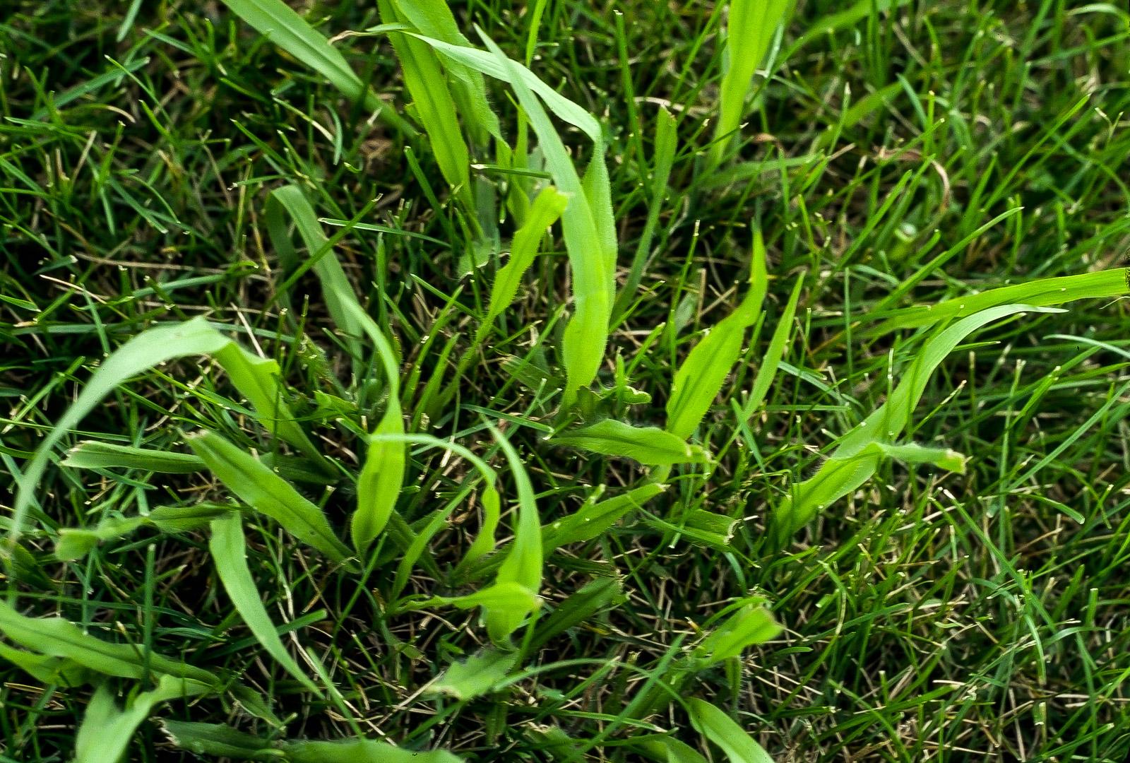 dallisgrass