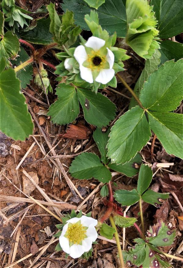 Cold damage to strawberry flowers