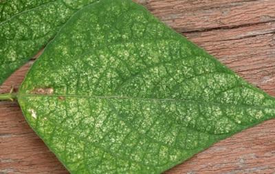 tiny yellow spots on leaves from spider mite feeding