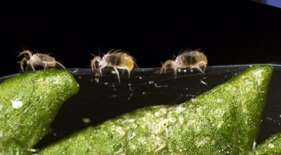 two spotted spider mites and webbing