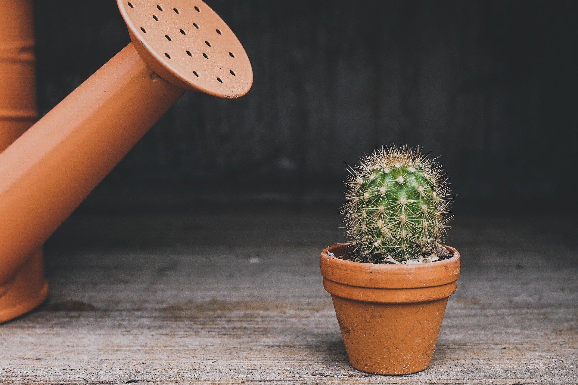 watering can near a cactus