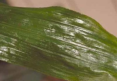 Shiny, sticky honeydew on a leaf