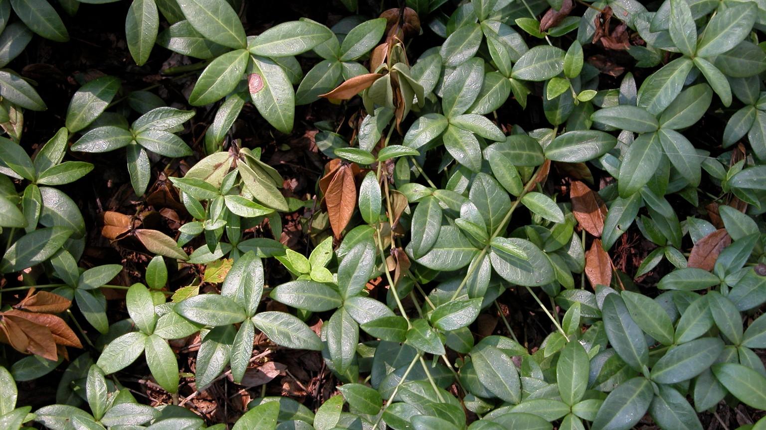 wilting and browning vinca - phoma symptoms