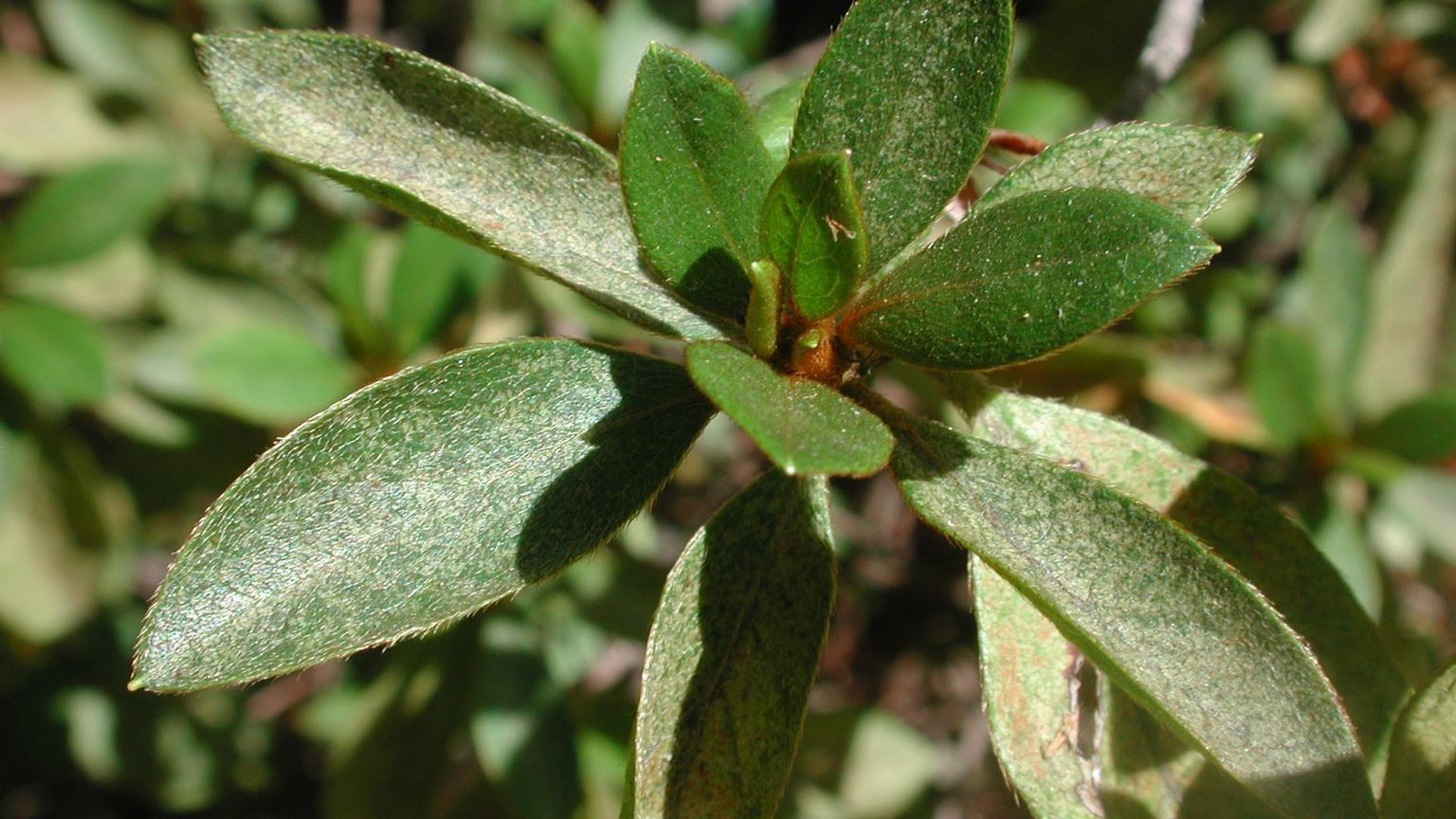 azalea lace bug damage