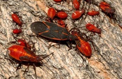 boxelder bugs