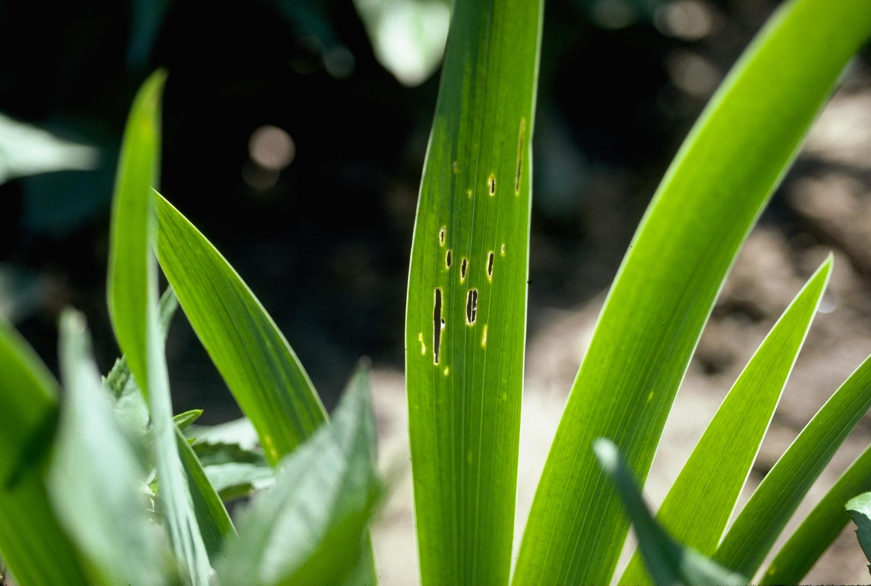 iris borer damage 