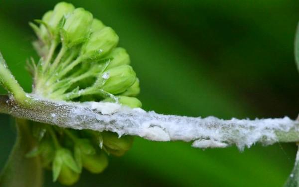 planthopper nymphs