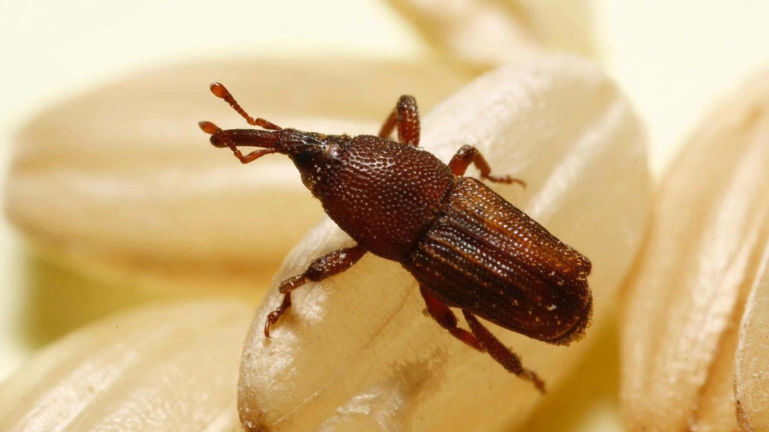 rice weevil