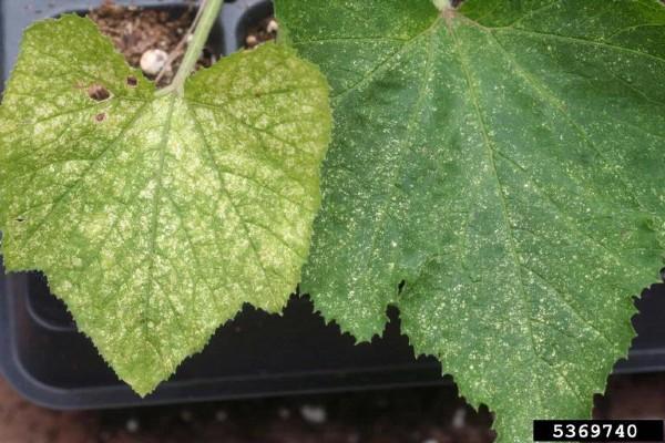 spider mite stippling