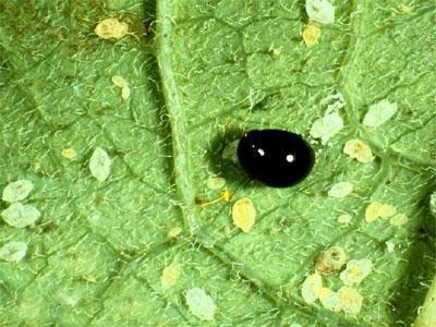 whitefly and predatory beetle