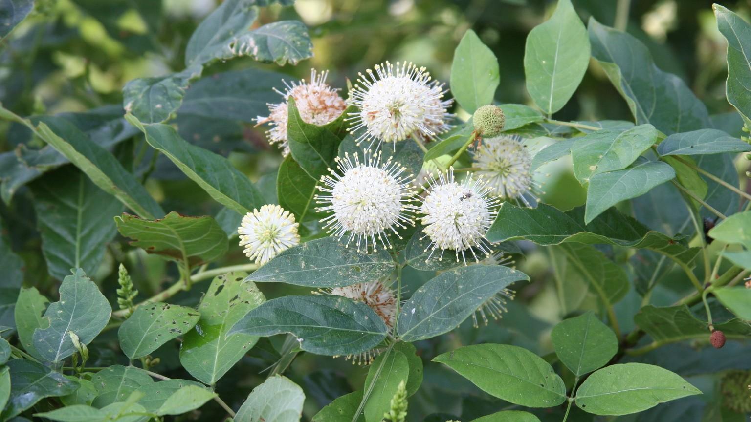 native buttonbush - white flowers