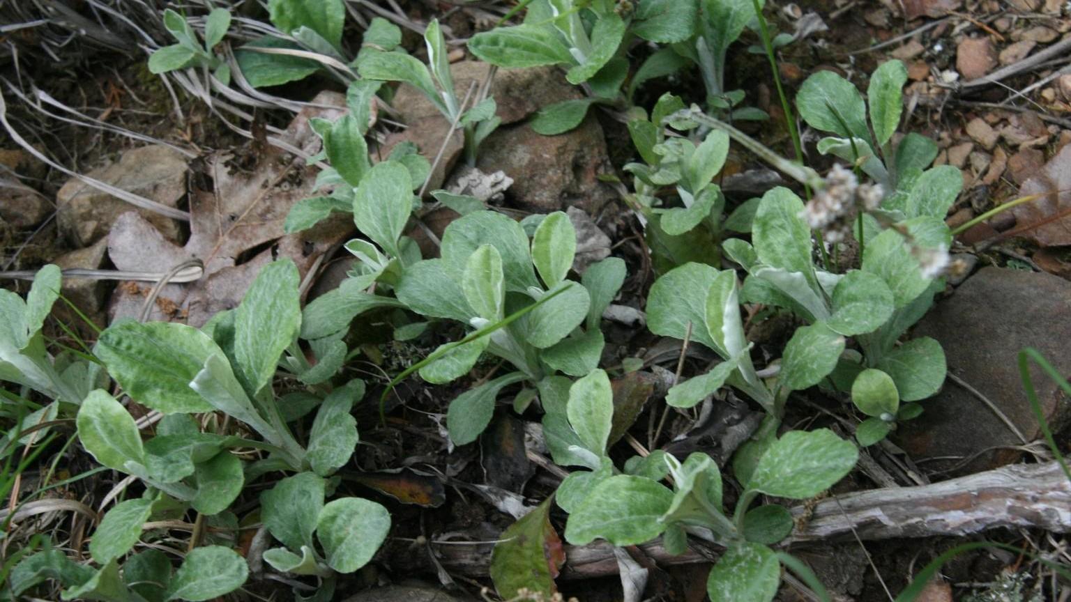 plantain-leaf pussytoes - native groundcover plant