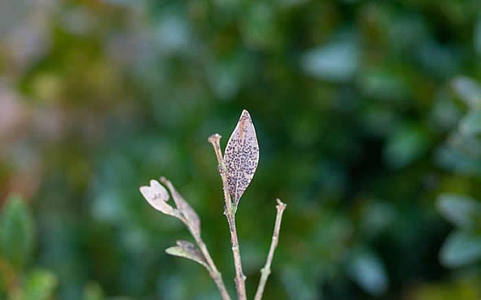 macrophoma leaf spot on boxwood