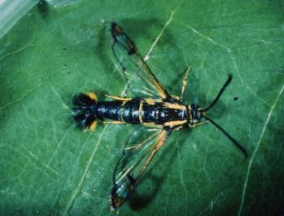 black and yellow clearwing moth of dogwood