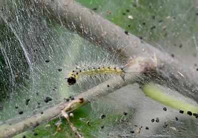 fall webworm