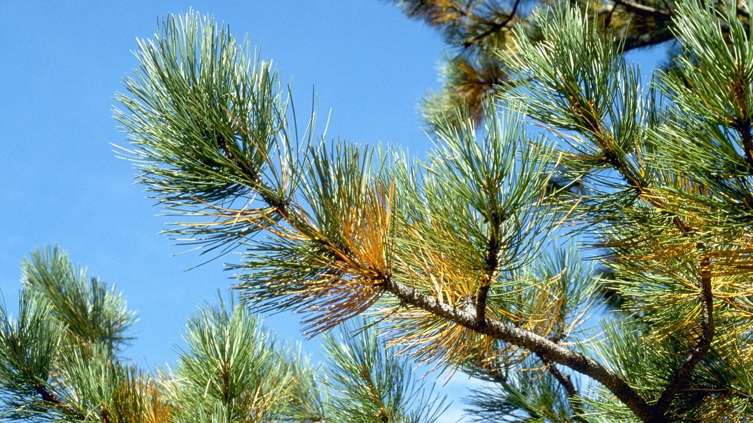 yellowing needles on pine - normal needle cast 