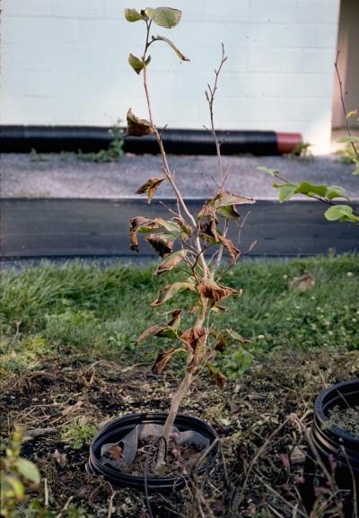 damaged container plant