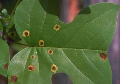 tulip tree leaf spot gall