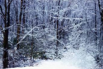 snowy trail