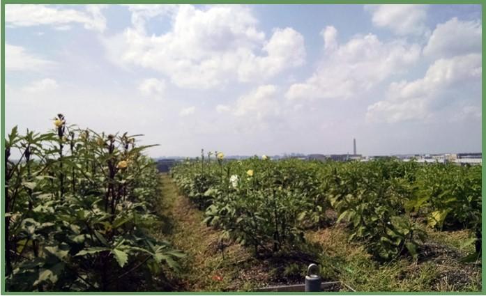 Figure 5: Okra growing on a retro-fitted green roof at Up Top Acres, in Washington, DC. Photo by Neith Little, UMD Extension.