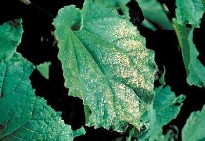 Air pollution damage on a vine