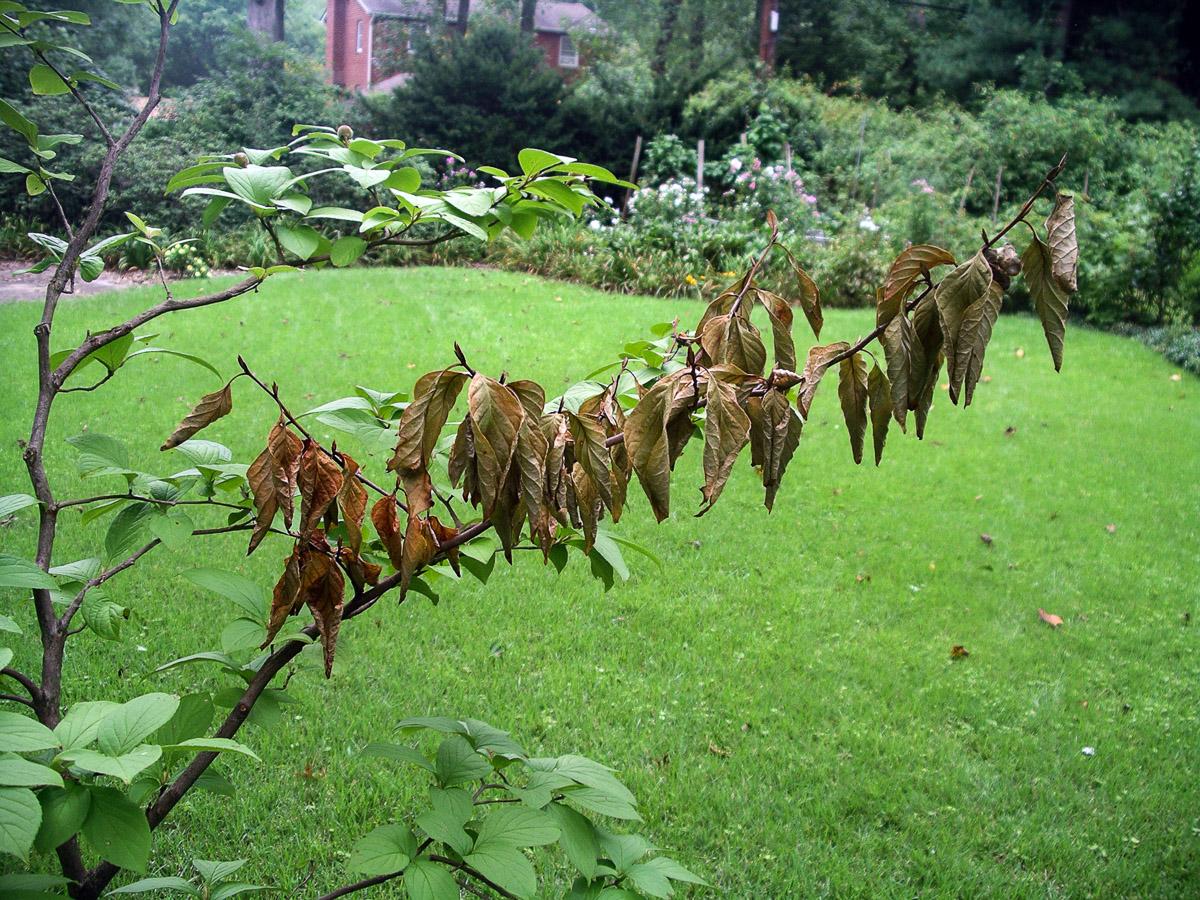 Stewartia drought