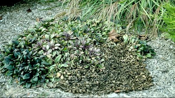 southern blight on ajuga