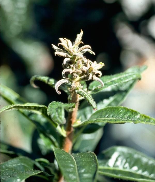 herbicide damaged perennial