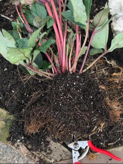 rootbound hellebore after the roots are cut