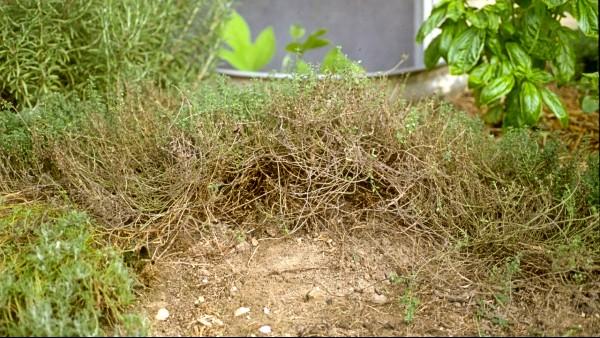 southern blight on thyme