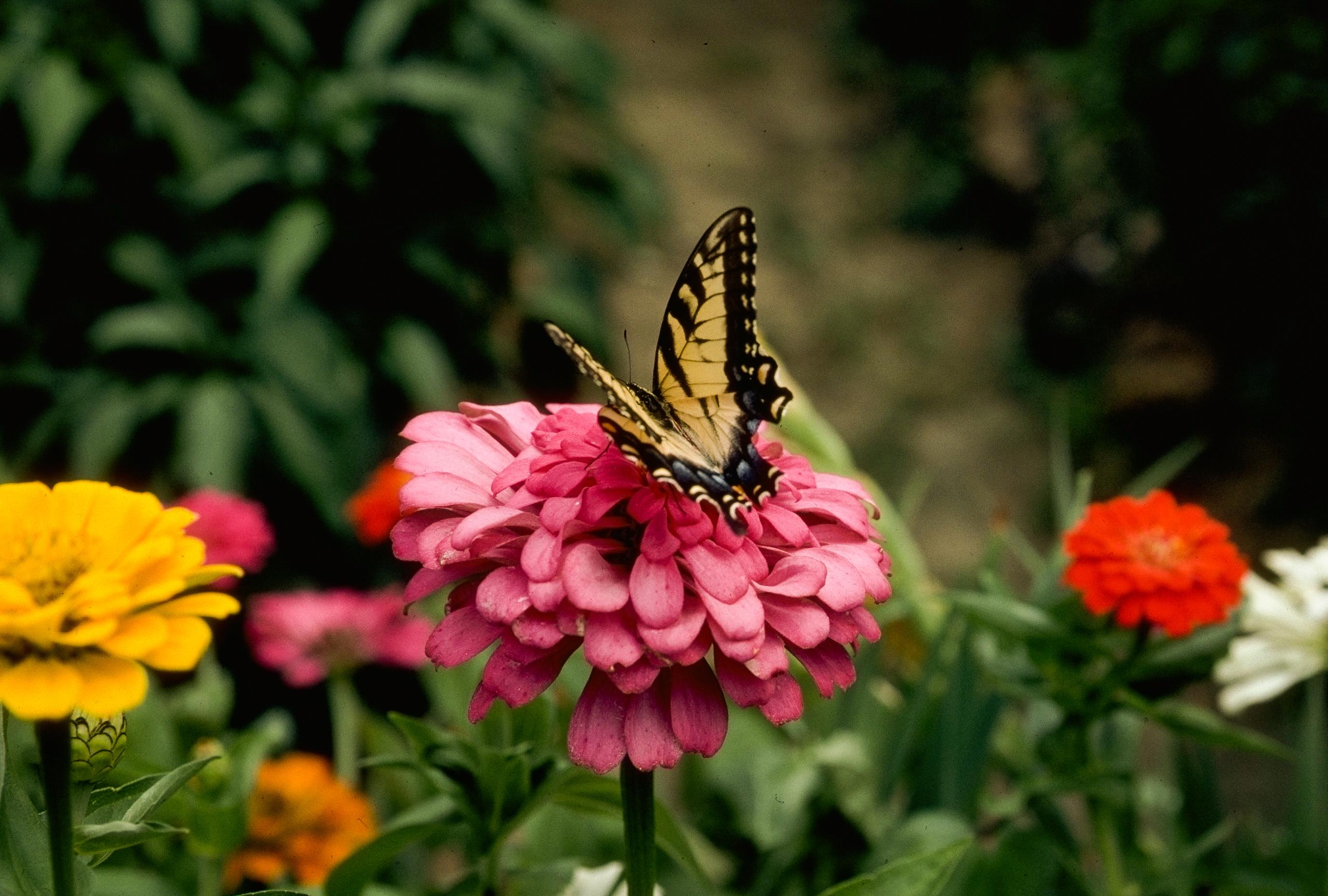 butterfly on zinnia