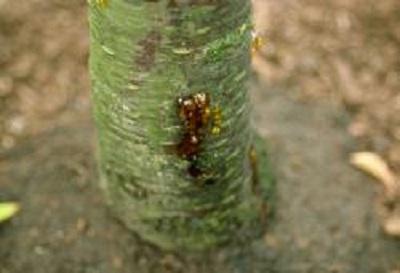 weeping hole at the bottom of a peach tree trunk