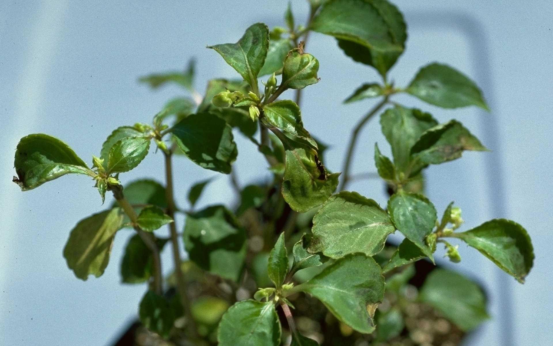 Virus on impatiens