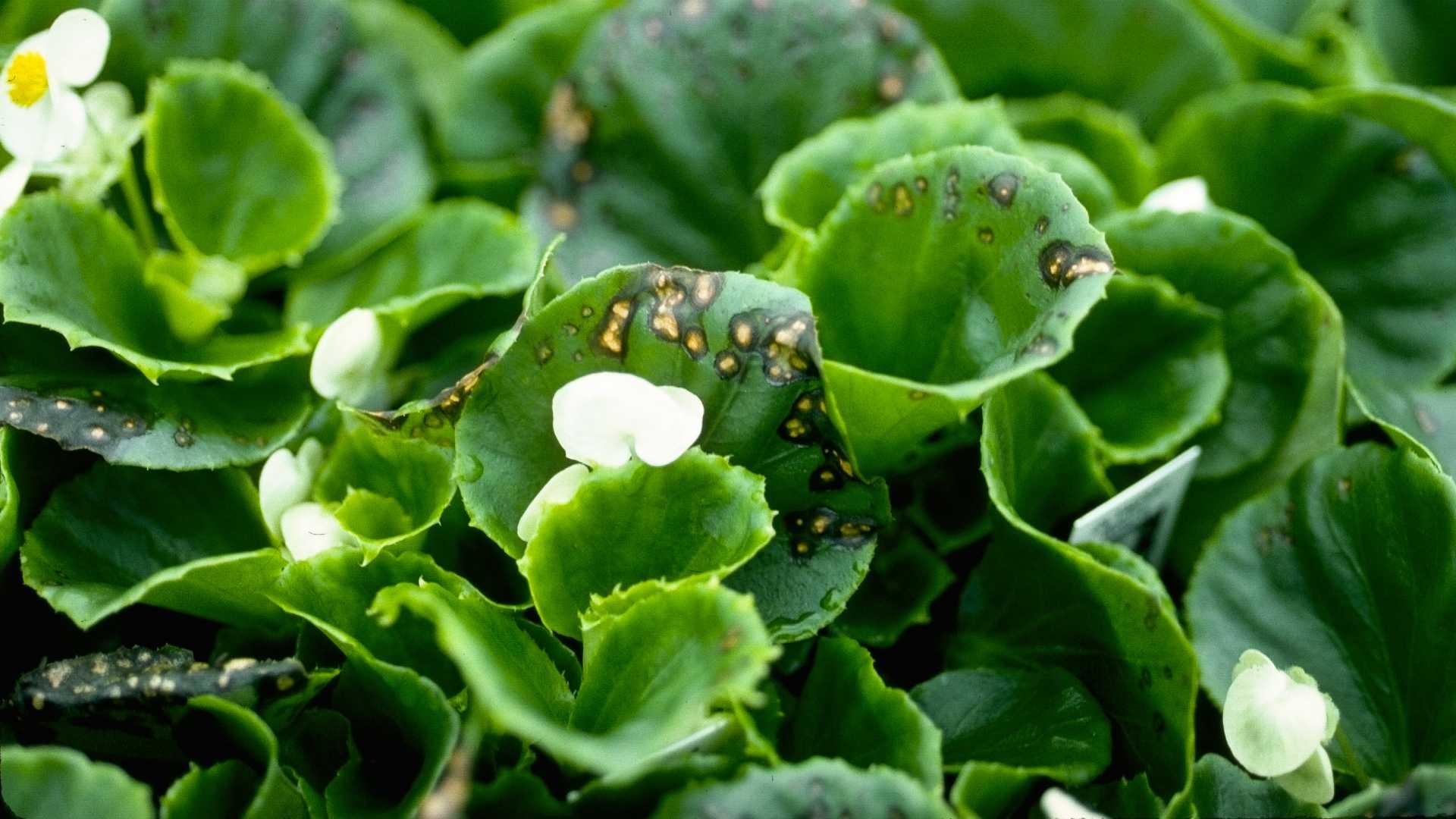 Botrysis blight on begonia