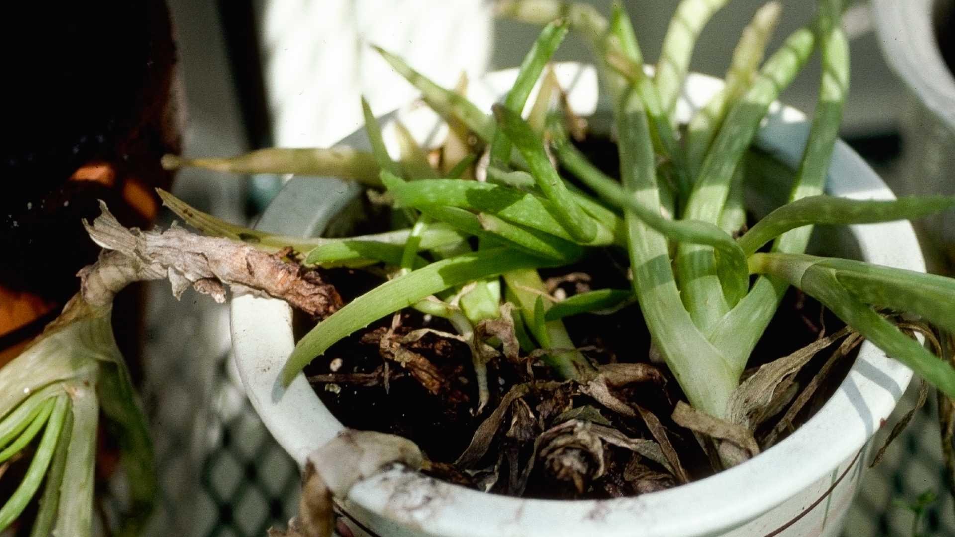 Crown rot on aloe