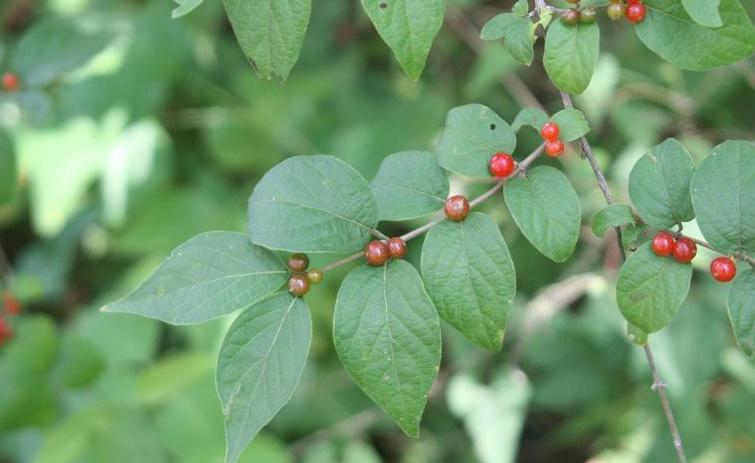 fruit of honeysuckle