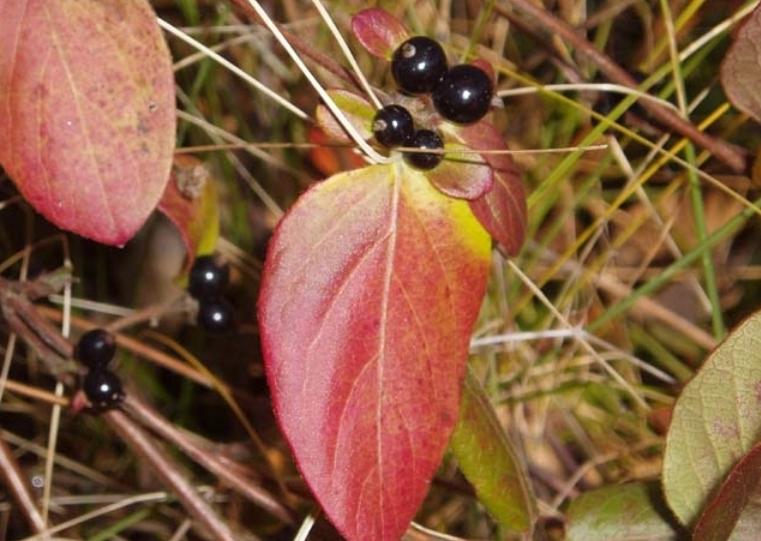 fruit of japanese honeysuckle