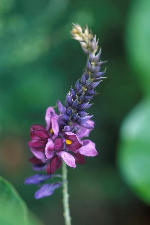 flower of kudzu