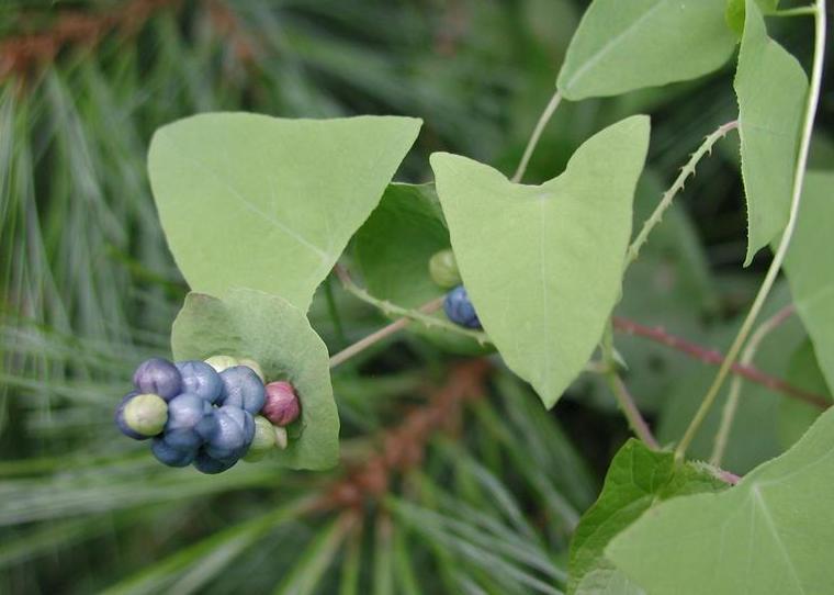 fruit of mile-a-minute vine