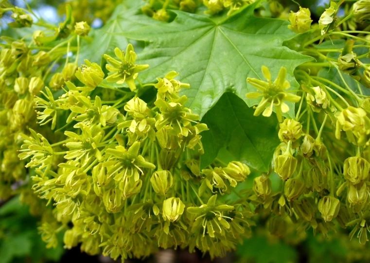 flowers of norway maple