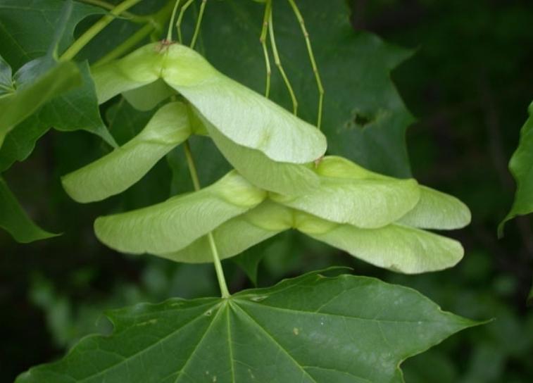 winged seeds of norway maple