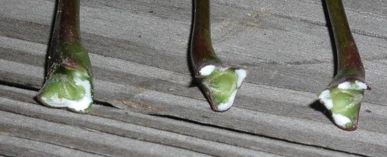 white sap from norway maple stem 