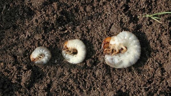 European chafer grubs