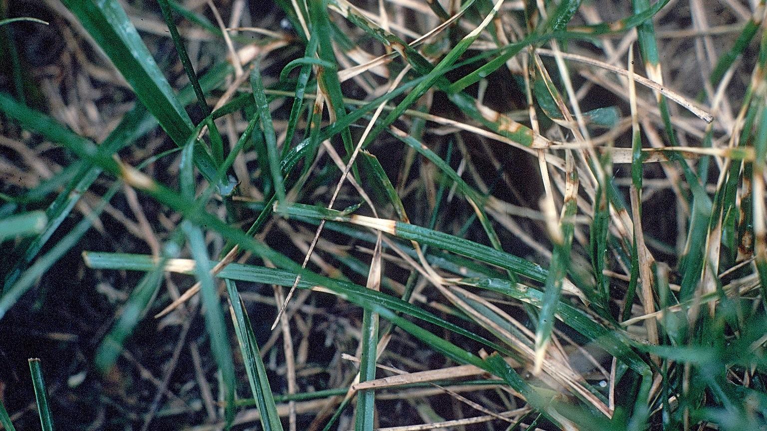 dollar spot disease in zoysia