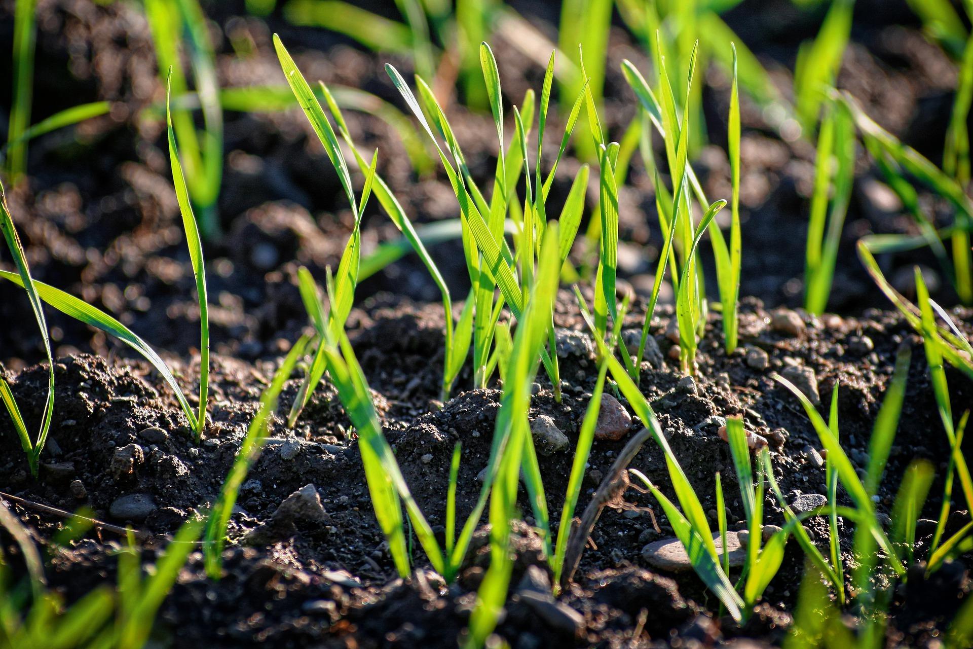 young grass plants