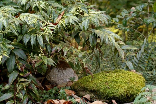 moss accent in landscape