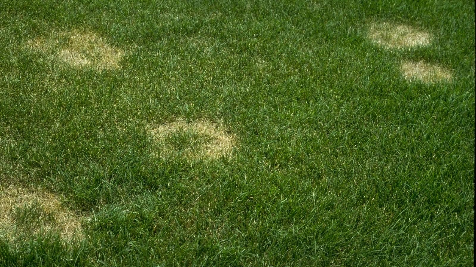 summer patch symptoms