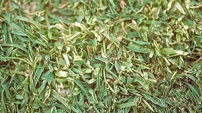 iron chlorosis on turf