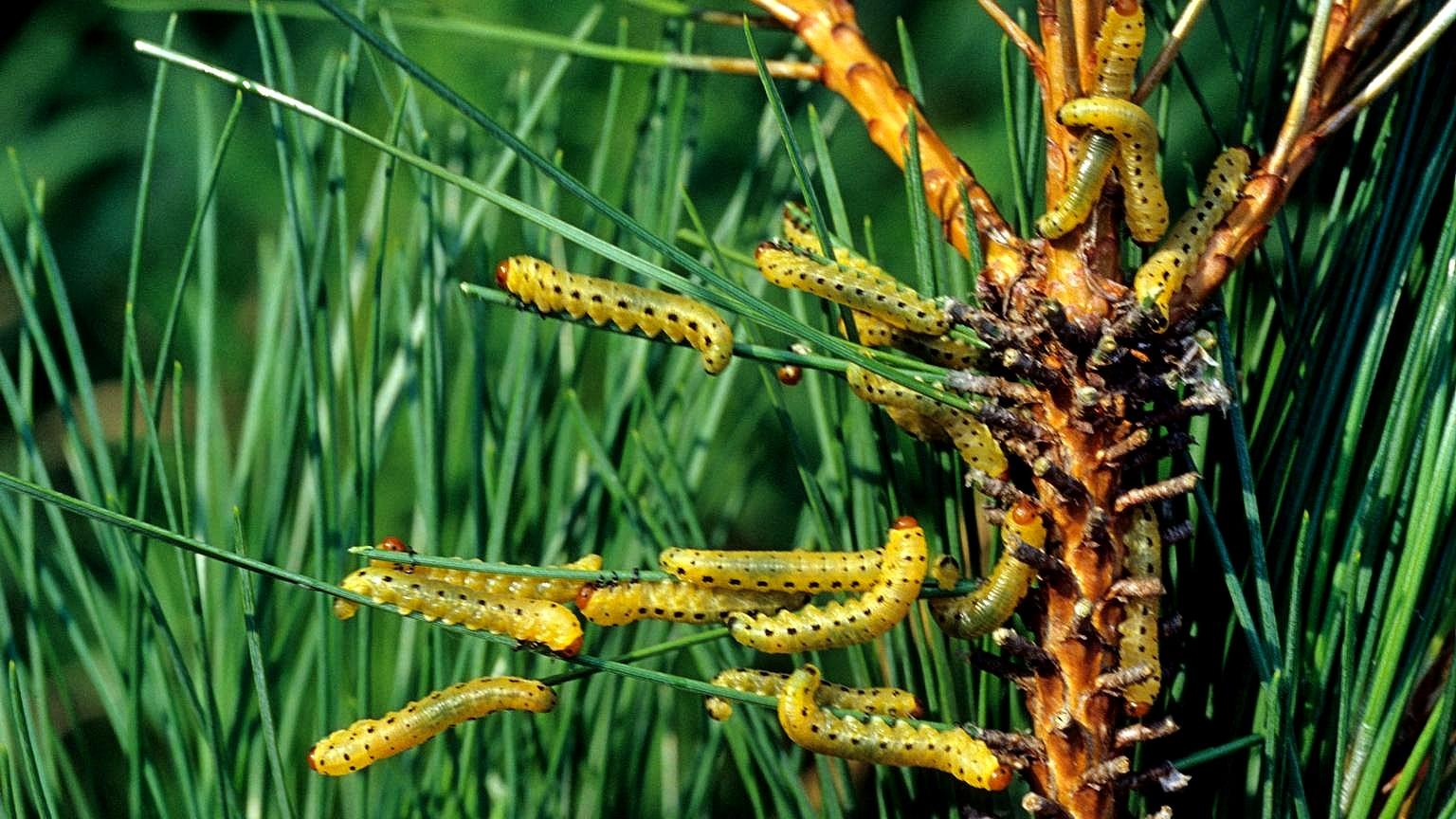 redheaded pine sawfly larvae